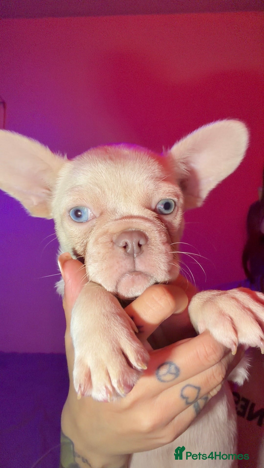 French Bulldog dogs for sale: French bulldog puppies  - Advert 2