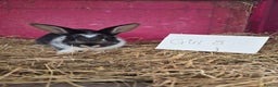 Mini Lop rabbits for sale: Bunnies looking for new homes - Advert 14