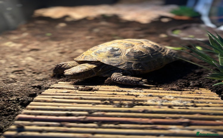 Tortoise reptiles - Advert 5