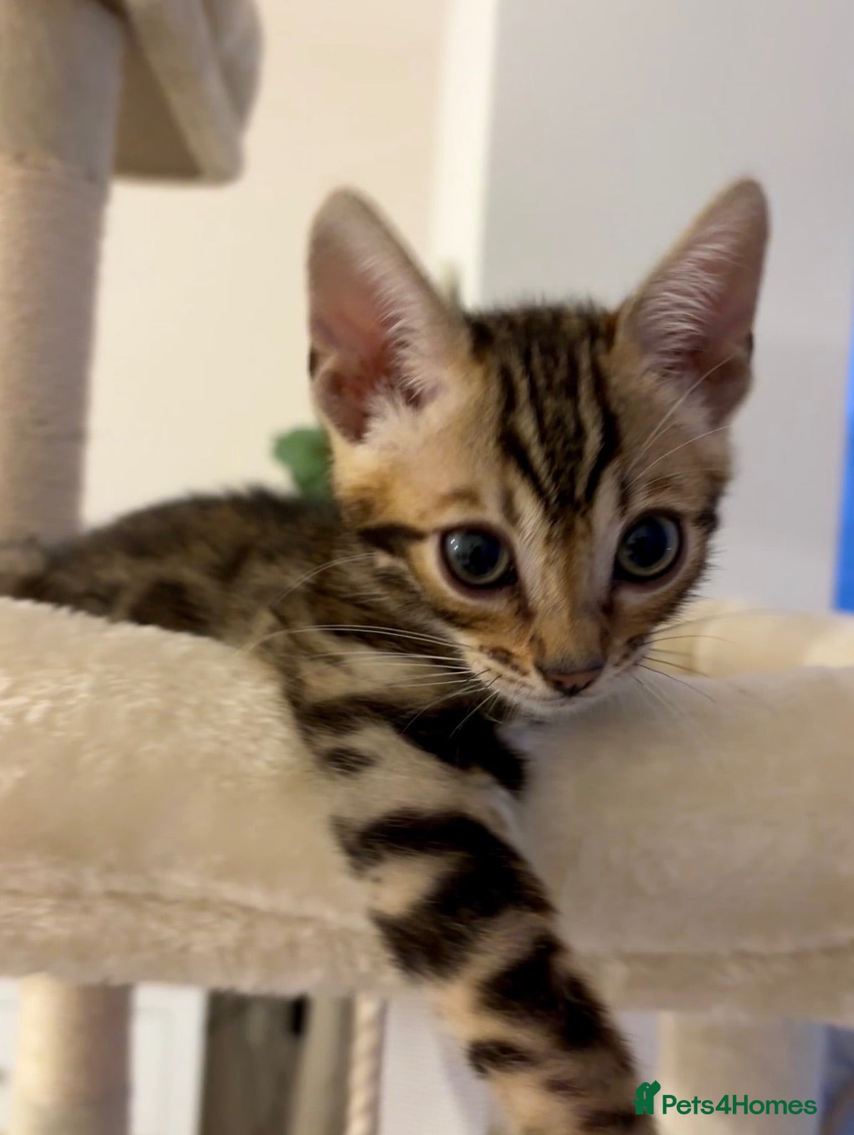 Bengal cats 🏆🥇Gorgeous Luxury Bengal Cubs Ready🥇🏆 - Advert 5