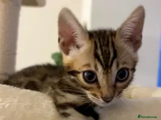 Bengal cats 🏆🥇Gorgeous Luxury Bengal Cubs Ready🥇🏆 - Advert 5