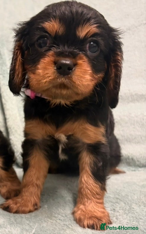 Cavalier King Charles Spaniel dogs KC Cavalier Puppies Genetically Clear  - Advert 2
