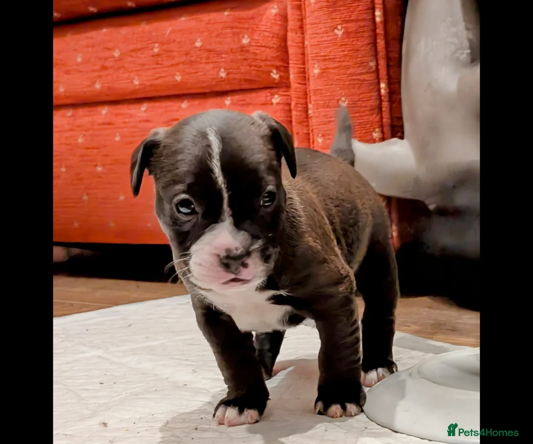 Mixed Breed dogs for sale: Oreo NI - Advert 2