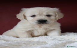 Golden Retriever dogs for sale: Extensively Health tested parents.Snowwhite Chunks - Image 3