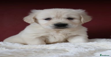 Golden Retriever dogs - Advert 2