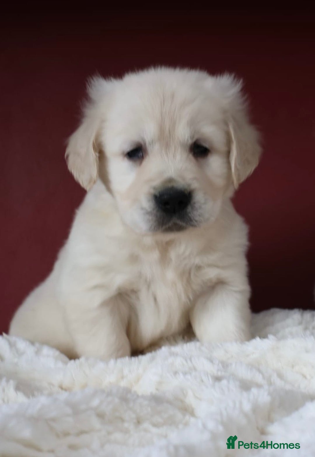 Golden Retriever dogs for sale: Extensively Health tested parents.Snowwhite Chunks - Image 3