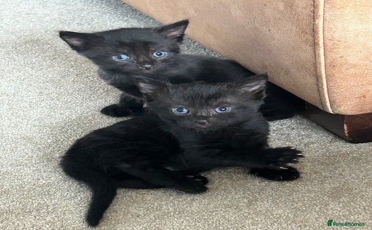Mixed Breed cats - Advert 12