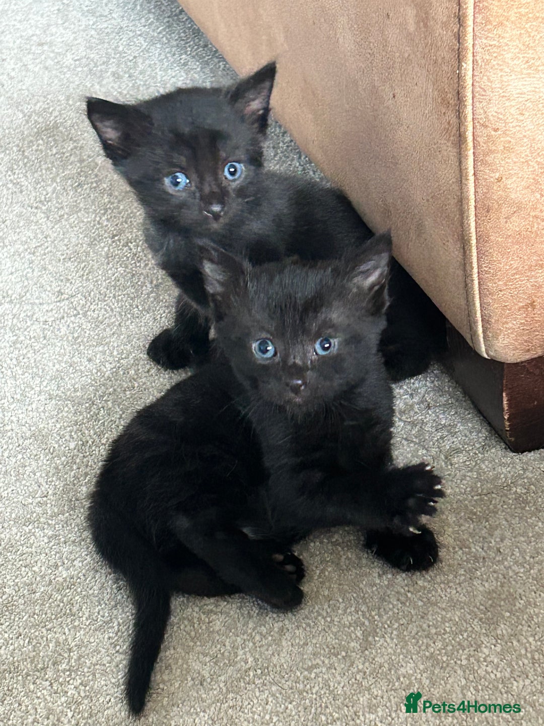 Mixed Breed cats for sale: Black (faint tabby) Kittens - Image 1
