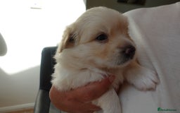 Mixed Breed dogs for sale: Pomapoo & Jackaranian Cross Puppies Ready Soon  - Image 4