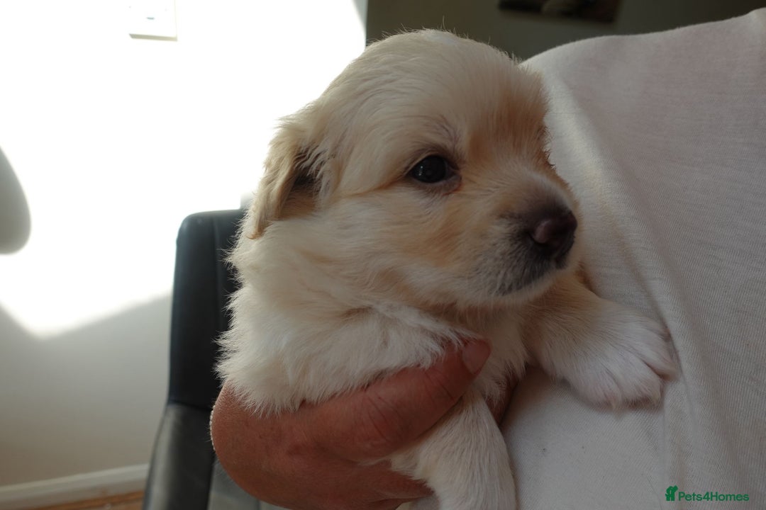 Mixed Breed dogs for sale: Pomapoo & Jackaranian Cross Puppies Ready Soon  - Image 4
