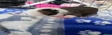 Olde English Bulldogge Puppy 5
