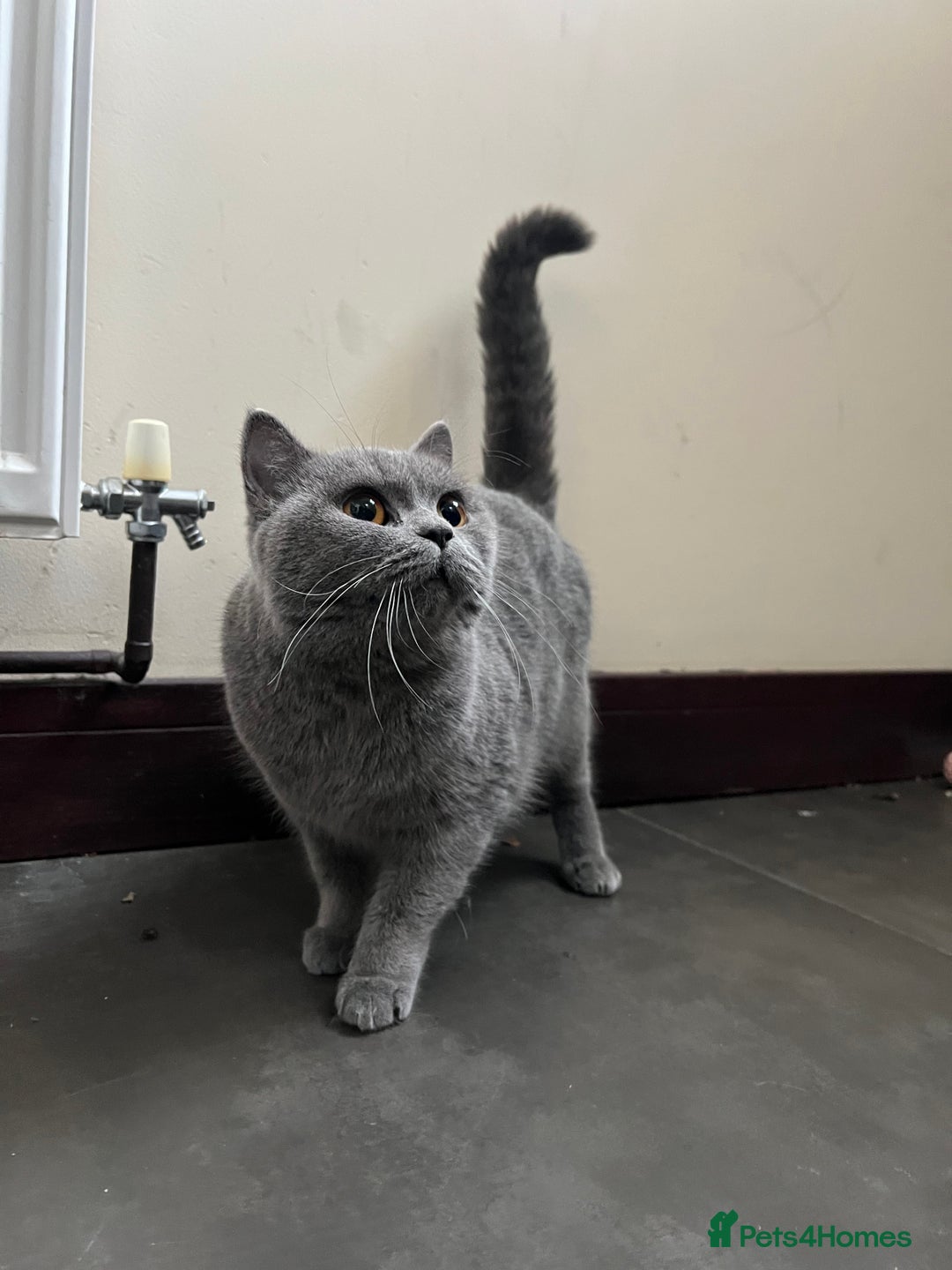 British Shorthair cats for sale: Female BSH - Advert 1