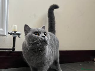 British Shorthair cats Female BSH - Advert 2