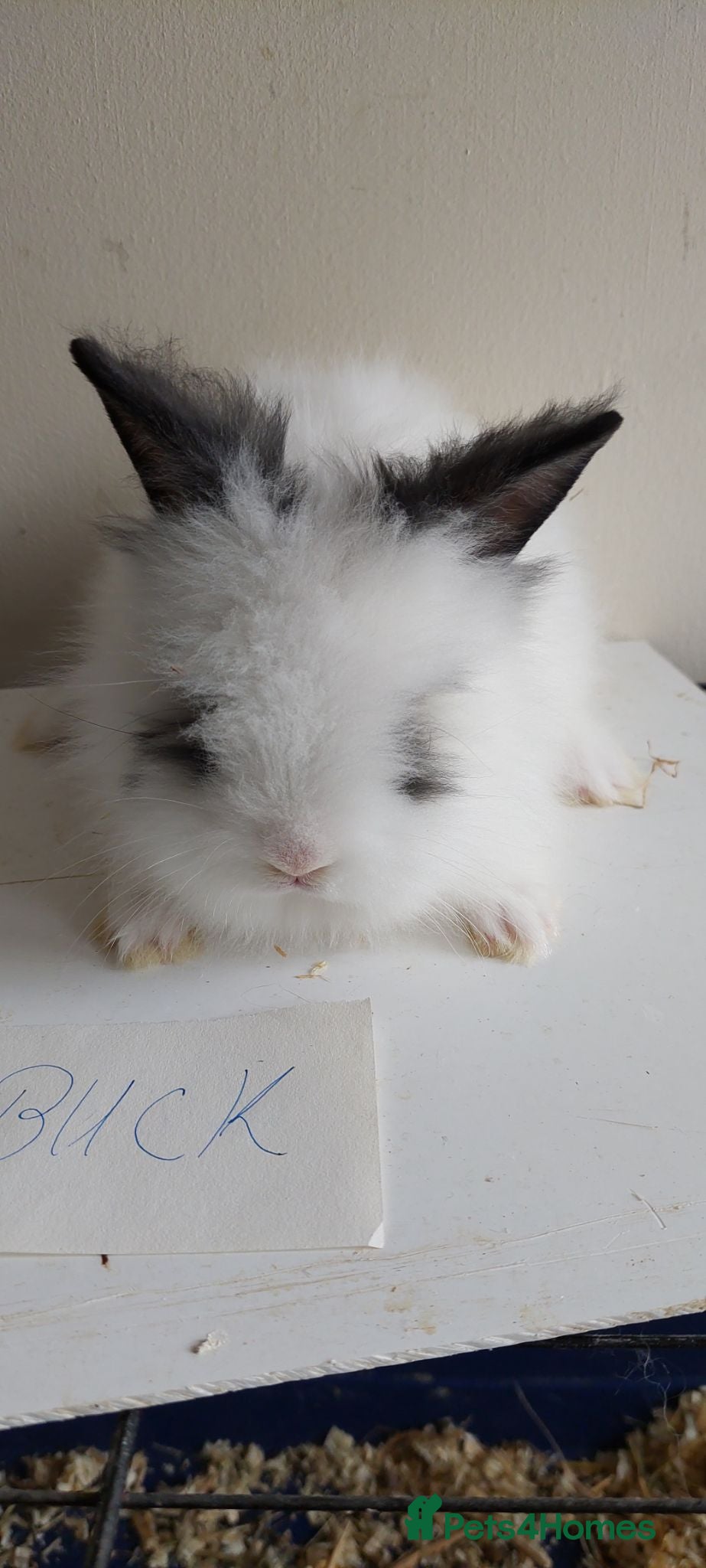 Lionhead rabbits Loinhead babys ready to reserve  - Advert 19