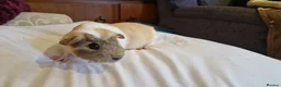 Guinea Pig rodents for sale: Beautiful guinea pigs - Advert 1