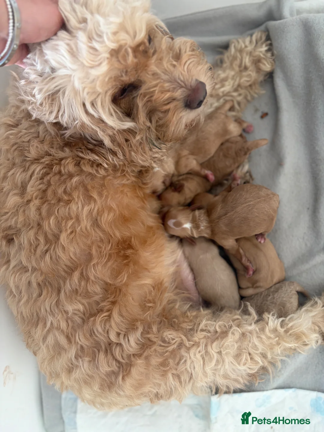 Cockapoo dogs for sale: Cockapoo puppies - Advert 9