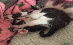 Domestic Shorthair cats for sale: Teddy is looking for his forever home  - Image 4