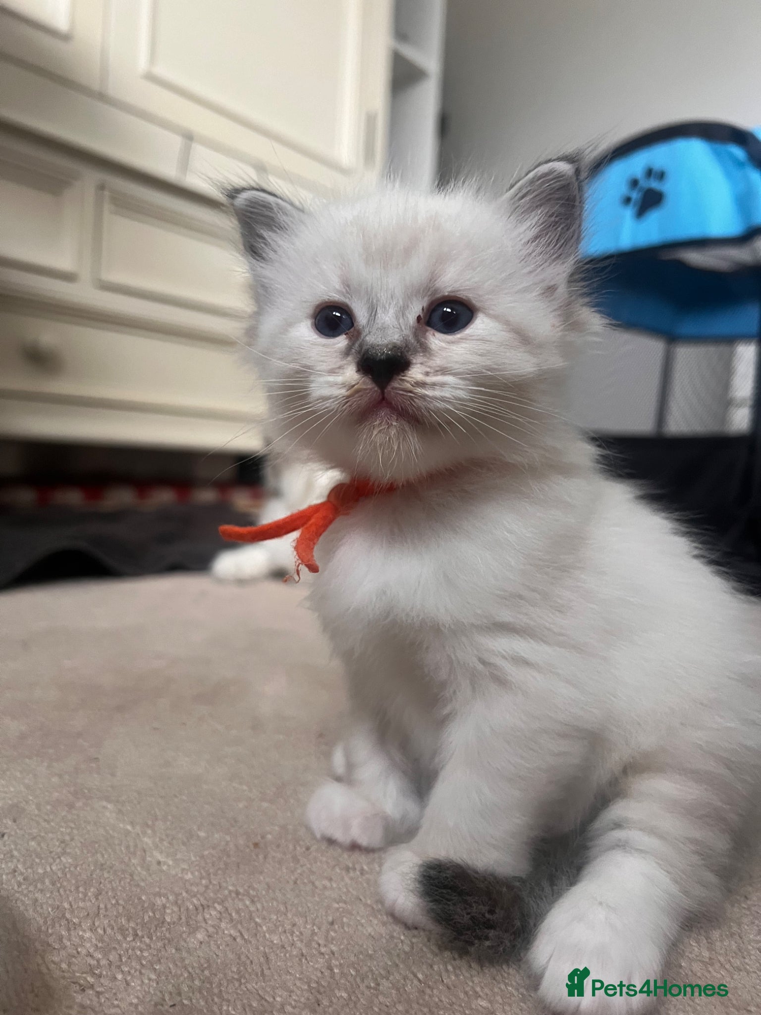 Ragdoll cats for sale: Ragdoll kittens in Menai Bridge - Advert 2