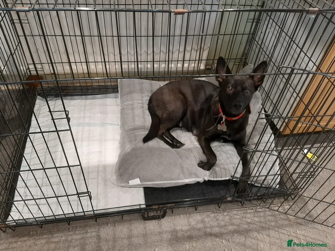 Mixed Breed dogs for sale: Gsd x Staffy x Mali - Advert 1