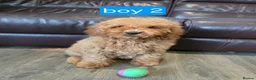 Cavapoo dogs for sale: Adorable F1B Cavapoo puppies for sale  - Advert 20