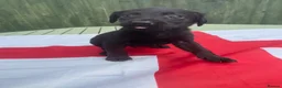 Cockerdor dogs for sale: Cockedor puppies  - Advert 12