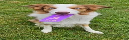 Border Collie dogs for stud: Stunning Blue Eyed Red Merle BorderCollie for Stud - Advert 13