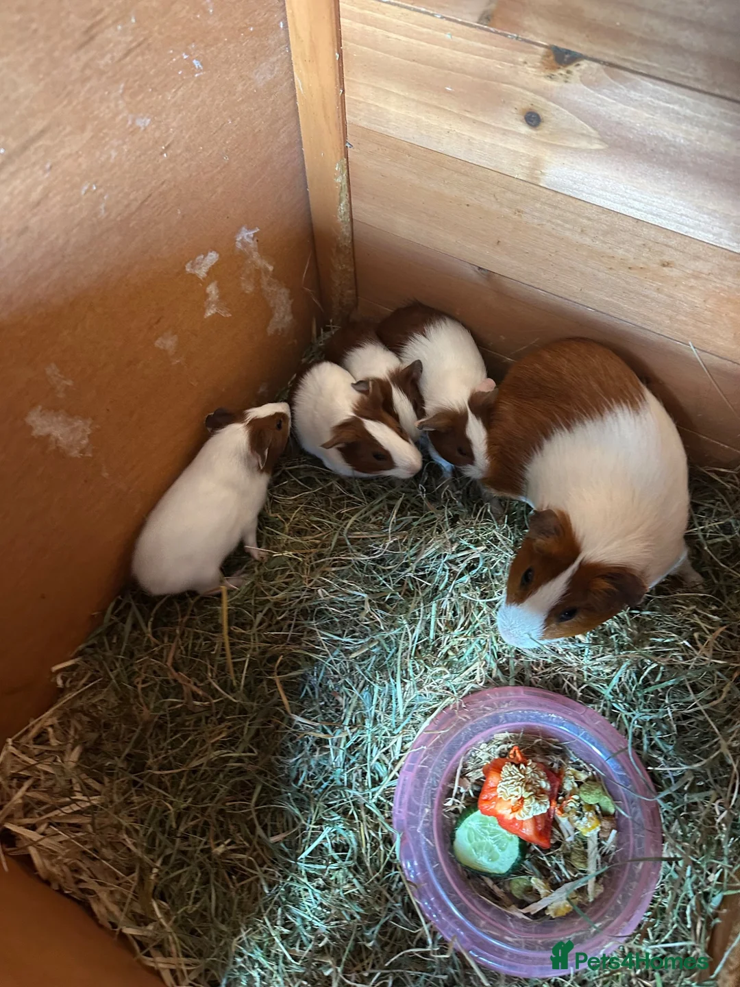 Guinea Pig rodents for sale: Babies male & female in Penrith - Advert 2