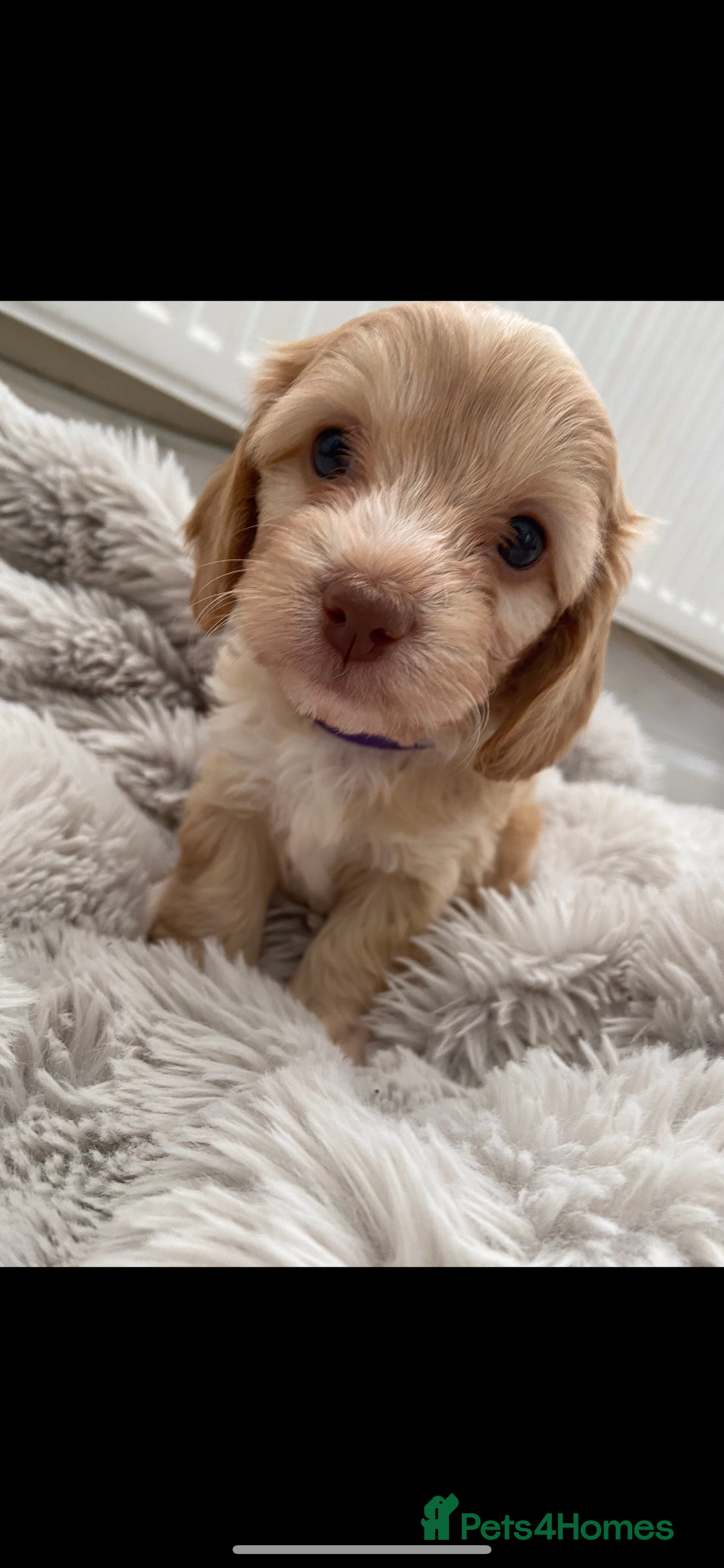 Cockapoo dogs for stud: Mr Bailey  - Image 8