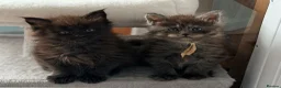 Maine Coon cats for sale: Beautiful high smoked and smoked kittens for sale  - Advert 36