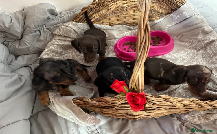 Miniature Dachshund dogs MINIATURE DACHSHUND PUPPIES  - Advert 10