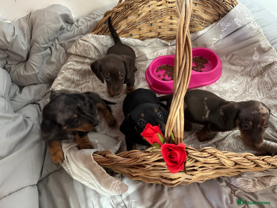 Miniature Dachshund dogs for sale: MINIATURE DACHSHUND PUPPIES  - Advert 1