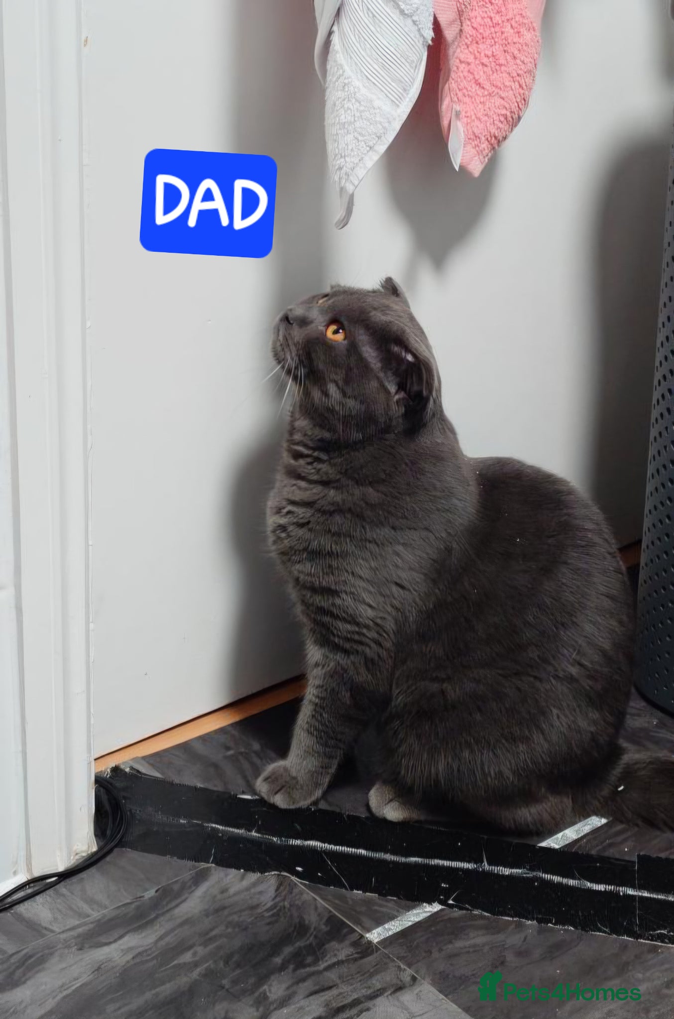 British Shorthair cats Cute babies!😸 - Advert 2