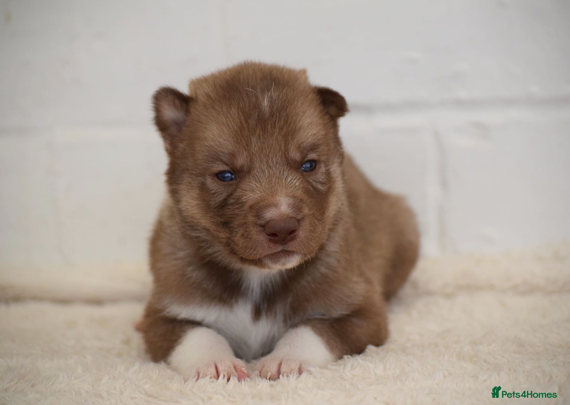 Siberian Husky dogs KC registered male siberian husky puppies - Advert 1
