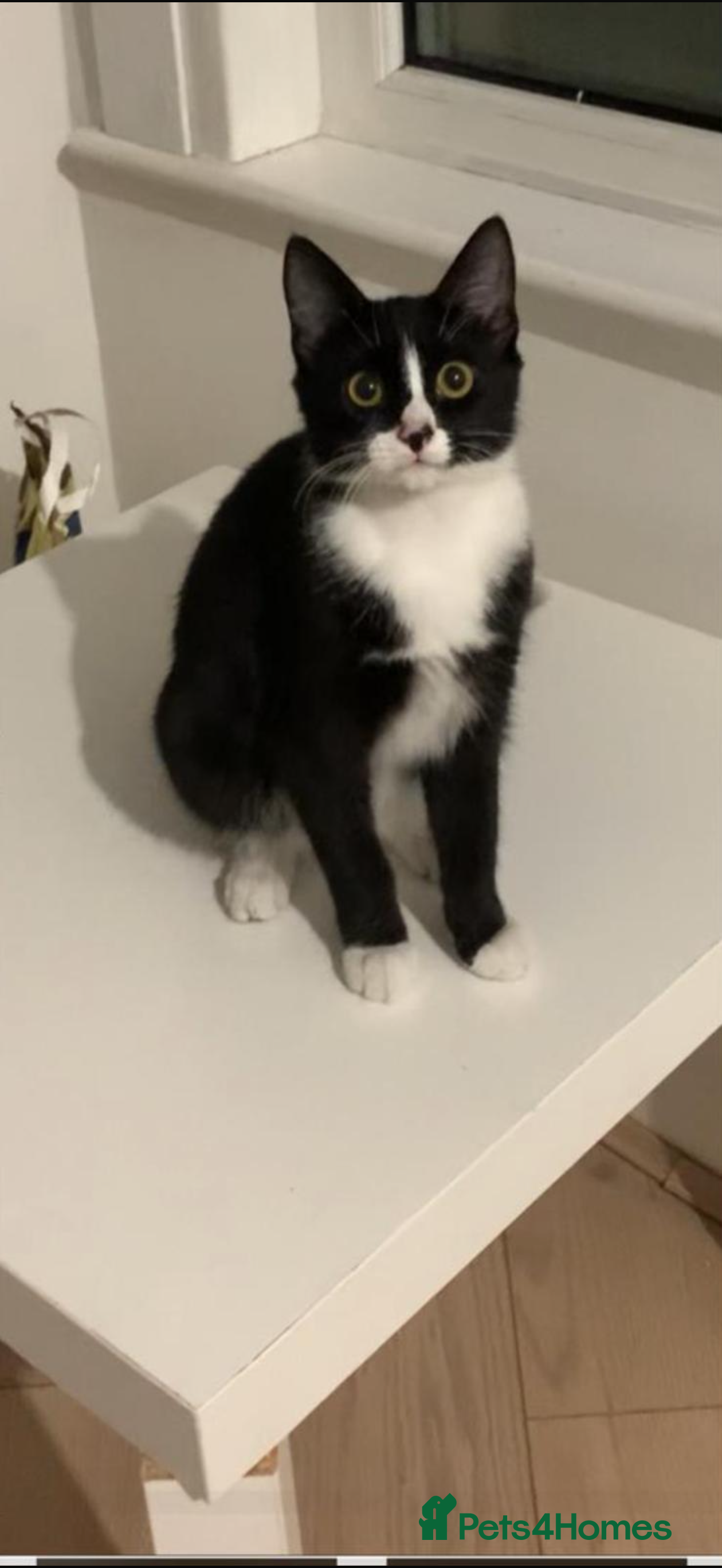 Domestic Shorthair cats 6 month old kitten for sale  - Advert 21
