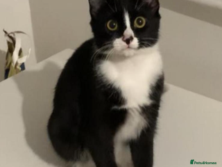 Domestic Shorthair cats 6 month old kitten for sale - Advert 17
