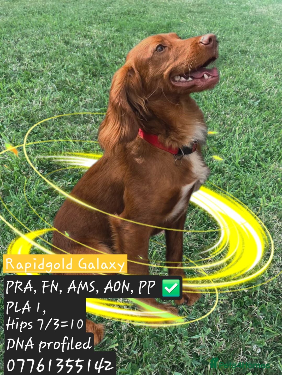 Cocker Spaniel dogs Rapidgold stud, dna, hips, eyes, gold red at stud - Advert 1