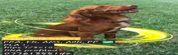 Cocker Spaniel dogs for stud: Rapidgold stud, dna, hips, eyes, gold red at stud in Turriff - Advert 1