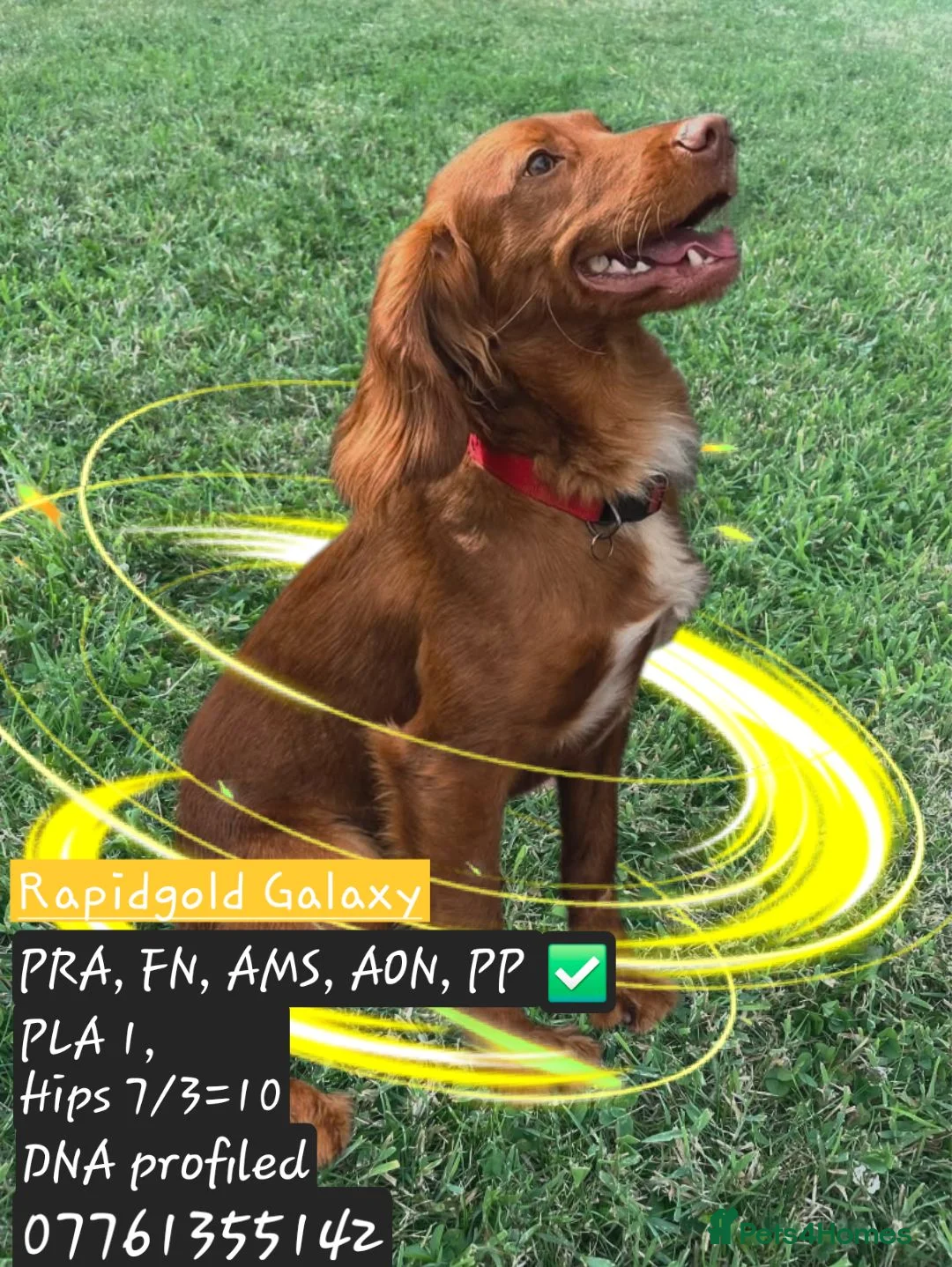 Cocker Spaniel dogs for stud: Rapidgold stud, dna, hips, eyes, gold red at stud in Turriff - Advert 1