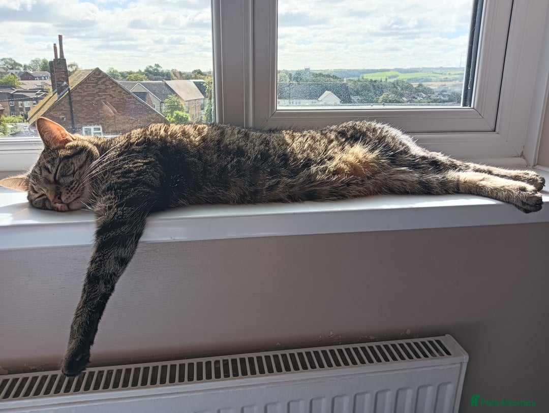 Mixed Breed cats for sale: Egyptian Mau X Tabby  - Advert 3