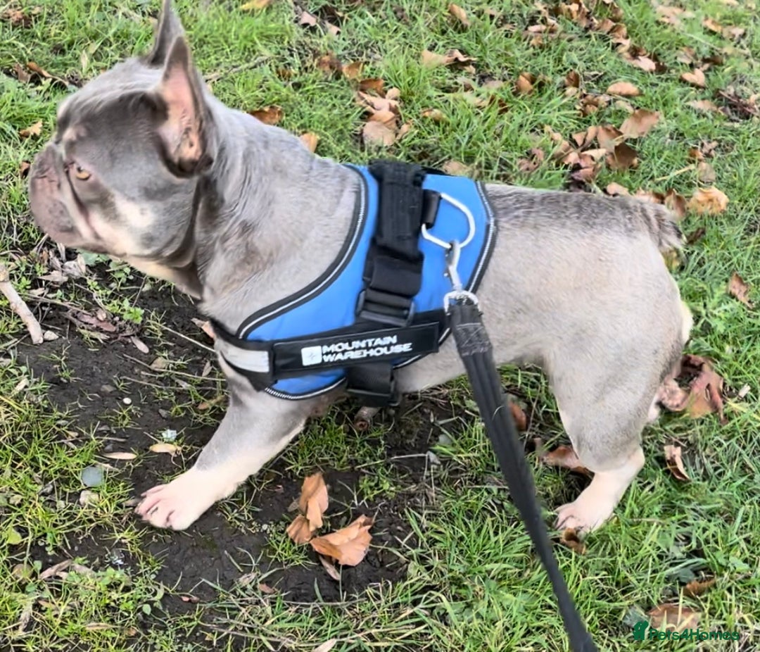 French Bulldog dogs for sale: KC REGISTERED HEALTH TESTED FRENCH BULLDOGS  - Advert 11