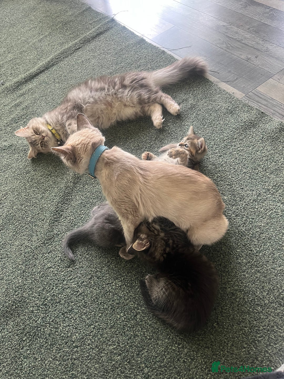 Mixed Breed cats for sale: Siamese/bsh domestic cross kittens  - Image 6