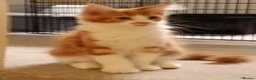 Maine Coon cats for sale: Stunning Maine Coon Kittens - Advert 19