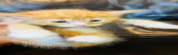 Mixed Breed cats for sale: Mainecoon cross - Advert 6