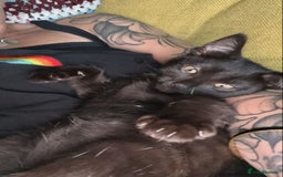British Shorthair cats for sale: Ozzy  - Image 2
