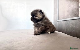 Pomsky dogs for sale: 3 girl pomskys for sale!  - Image 12