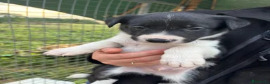 Border Collie 1