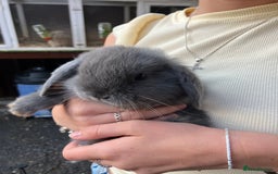 Mini Lop rabbits for sale: Beautiful mini lop bunnies - Image 9