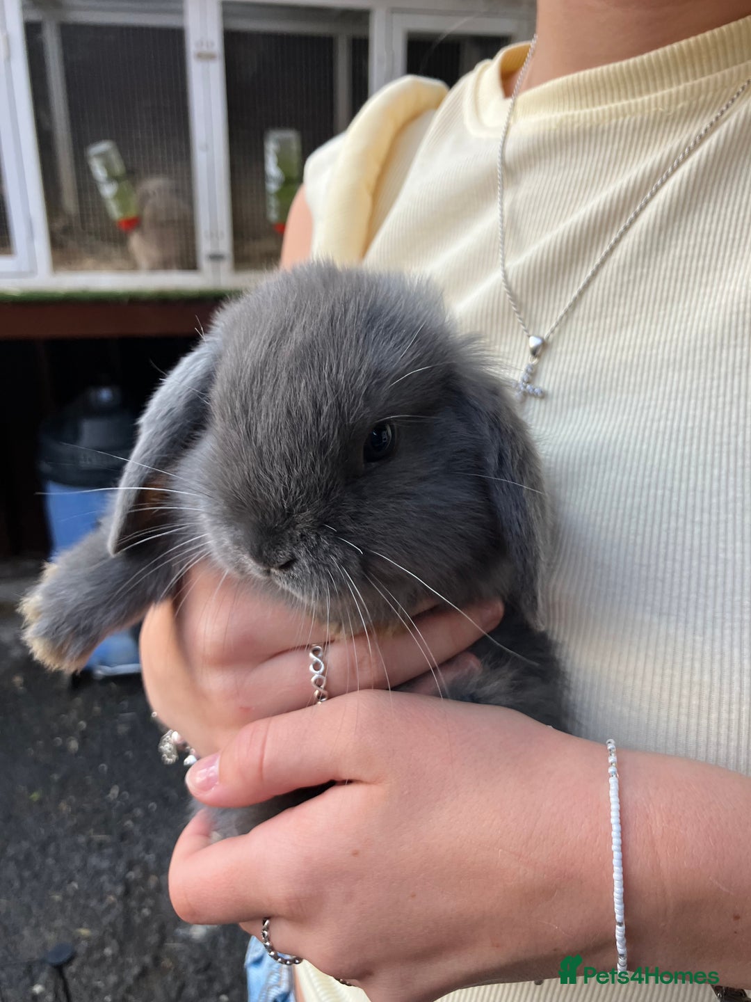 Mini Lop rabbits for sale: Beautiful mini lop bunnies - Image 9