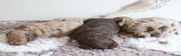 Cavapoo dogs for sale: F1 rare chocolate/choc Merle Cavapoo pups - Advert 4