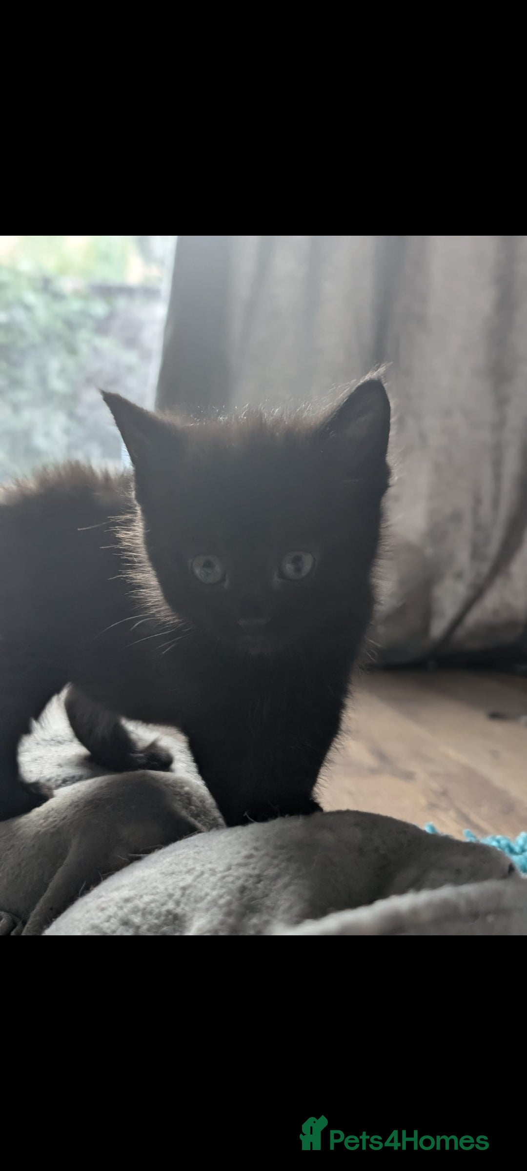 British Longhair cats for sale: Beautiful gorgeous kittens for sale - Image 9